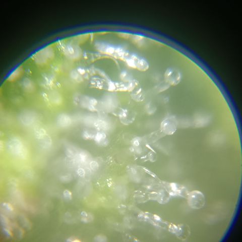 Bia growlog timeline photo