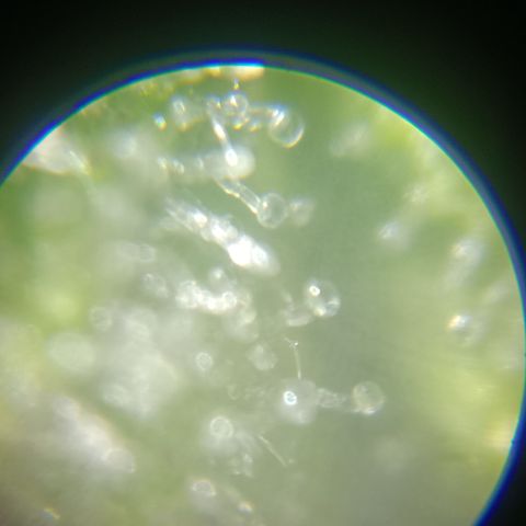 Bia growlog timeline photo