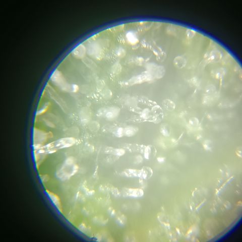 Bia growlog timeline photo