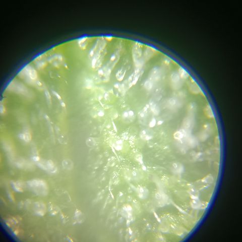Bia growlog timeline photo