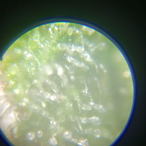 Bia growlog timeline photo