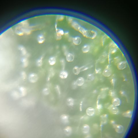 Bia growlog timeline photo