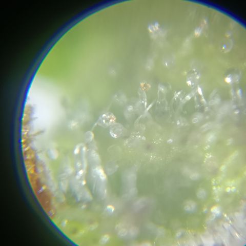 Bia growlog timeline photo