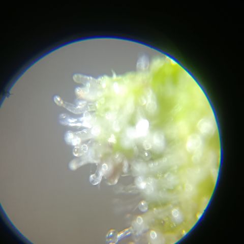 Bia growlog timeline photo