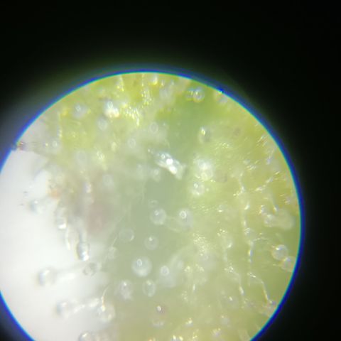 Bia growlog timeline photo