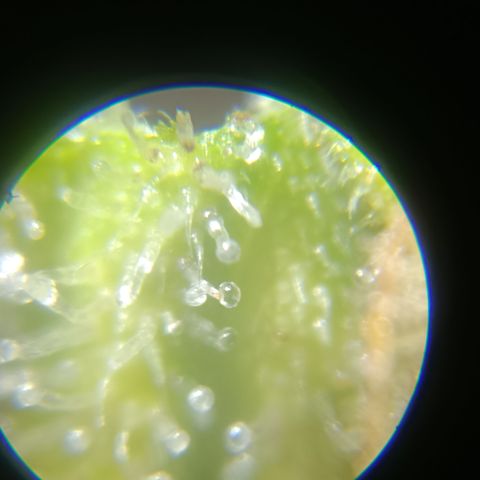 Bia growlog timeline photo