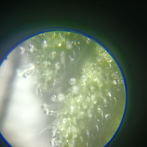 Bia growlog timeline photo