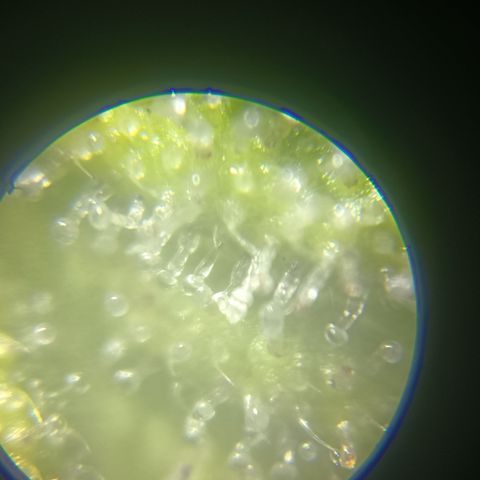 Bia growlog timeline photo