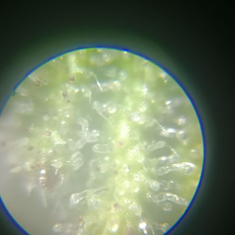 Bia growlog timeline photo