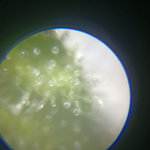 Bia growlog timeline photo