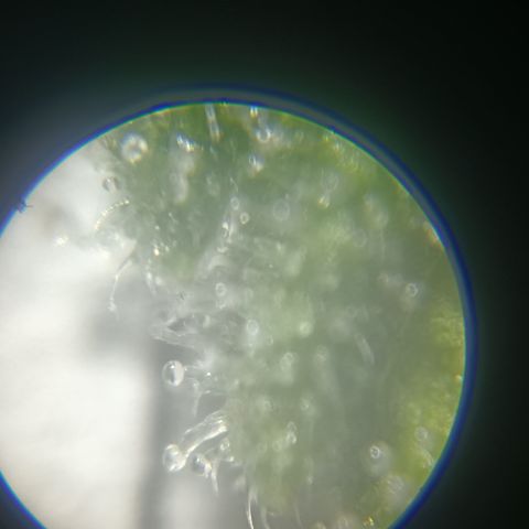Bia growlog timeline photo