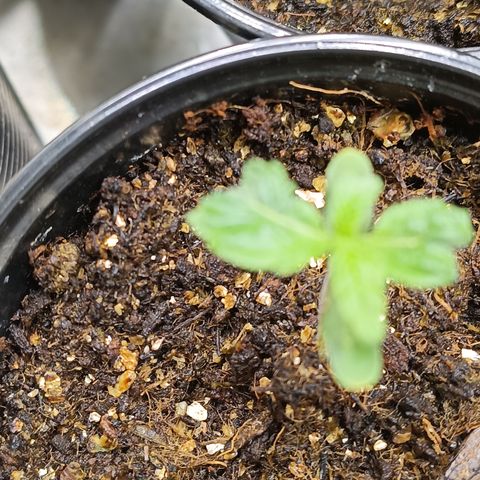 Bob growlog timeline photo