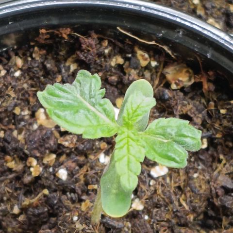 Bob growlog timeline photo