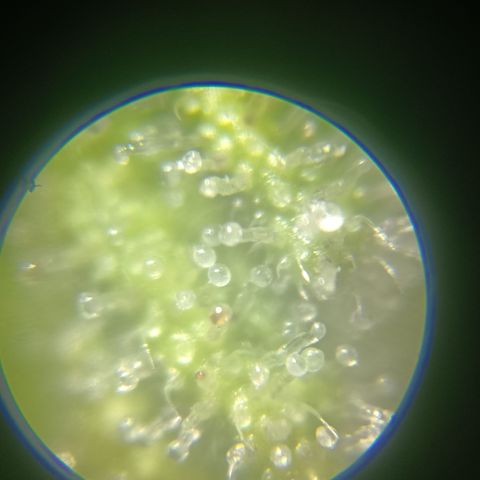 Bia growlog timeline photo
