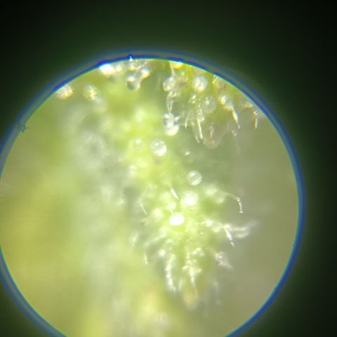 Bia growlog timeline photo
