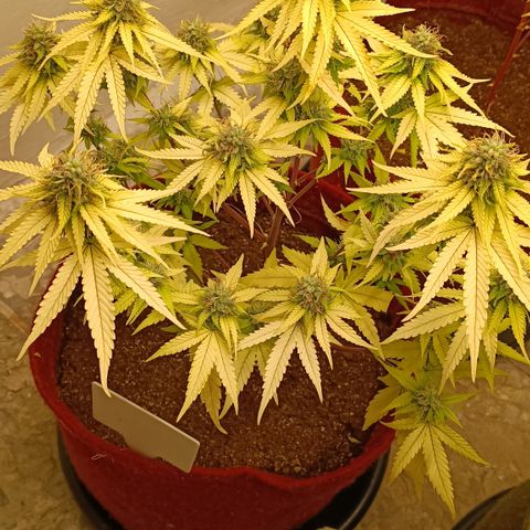 Bia growlog timeline photo