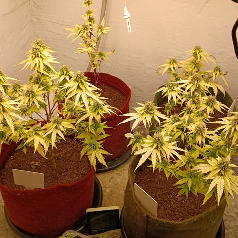 Bia growlog timeline photo