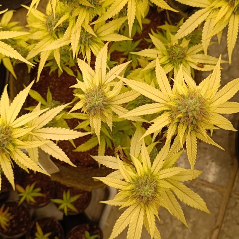 Bia growlog timeline photo