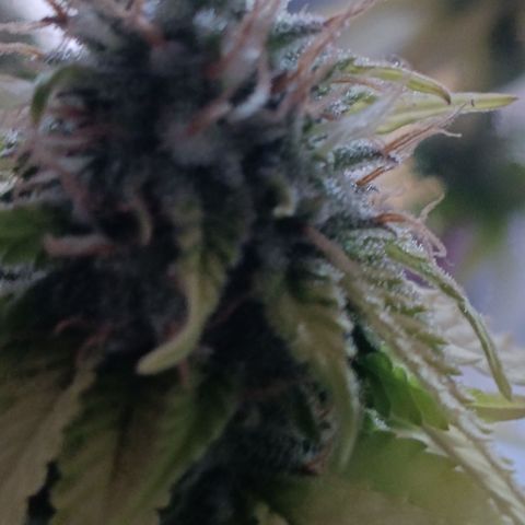 Bia growlog timeline photo