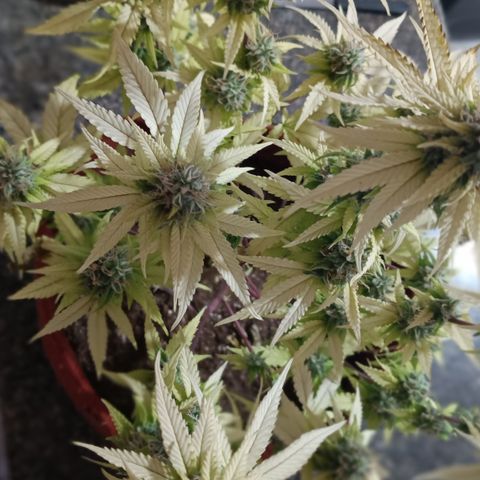 Bia growlog timeline photo