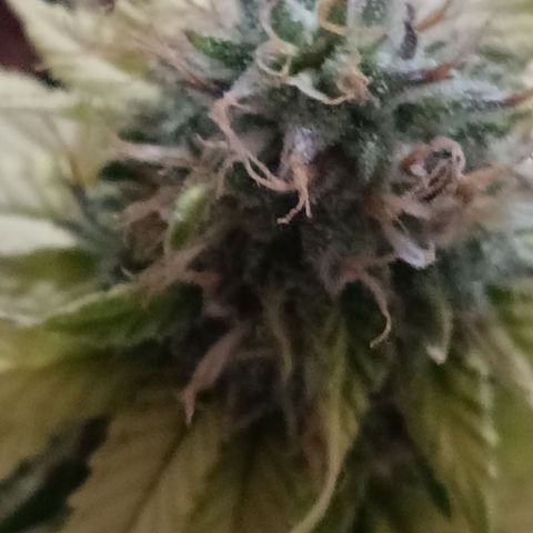 Bia growlog timeline photo