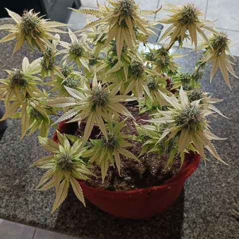 Bia growlog timeline photo