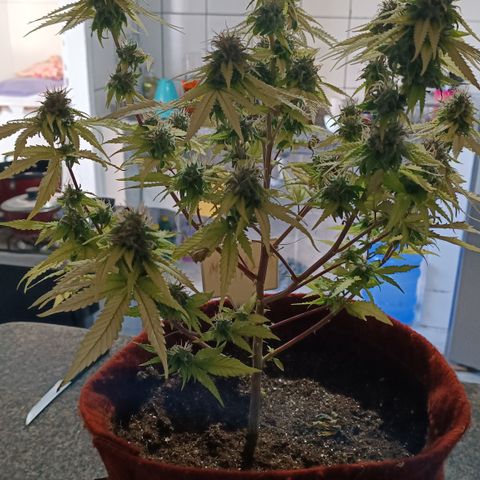 Bia growlog timeline photo