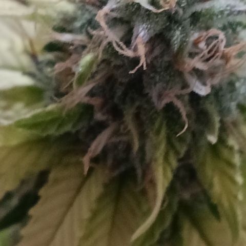 Bia growlog timeline photo