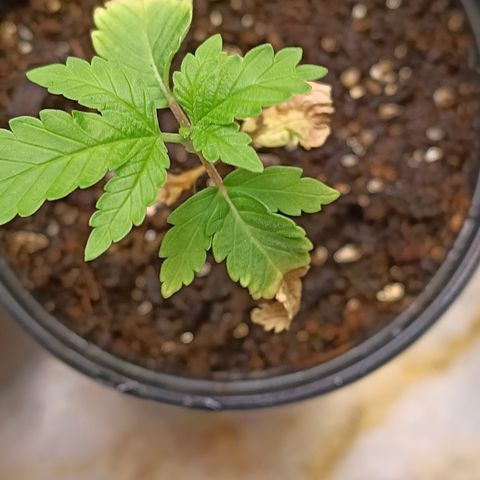 Bob growlog timeline photo