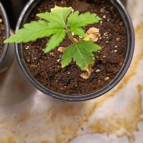 Bob growlog timeline photo