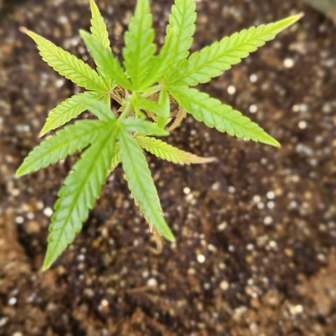 Elle growlog timeline photo