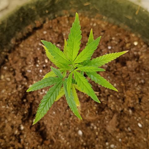 Elle growlog timeline photo