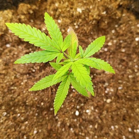 Ana  growlog timeline photo