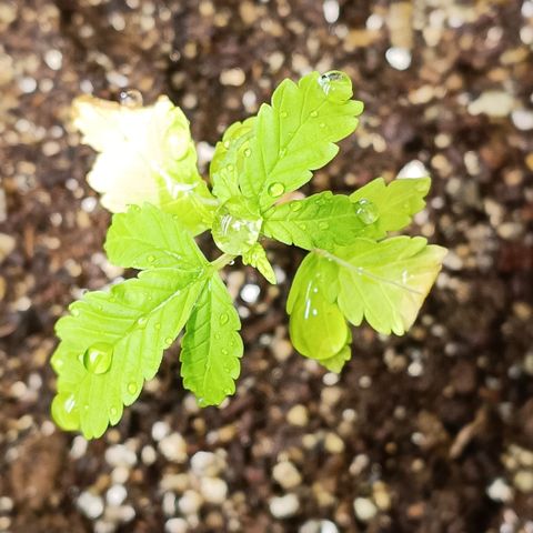 Bob growlog timeline photo