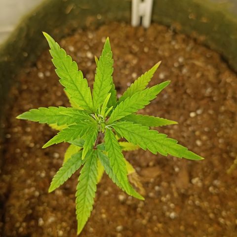 Elle growlog timeline photo