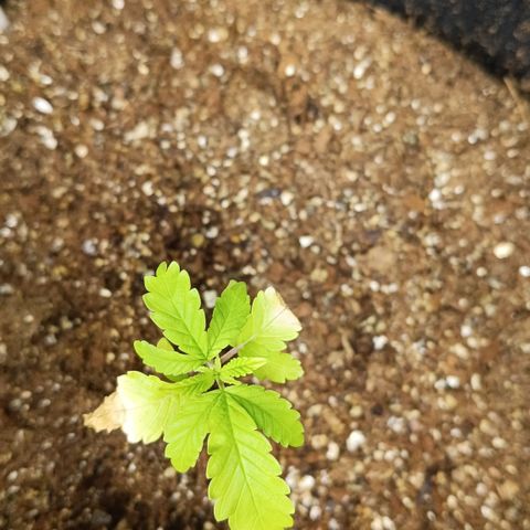 Bob growlog timeline photo