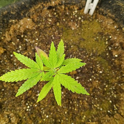 Ana  growlog timeline photo