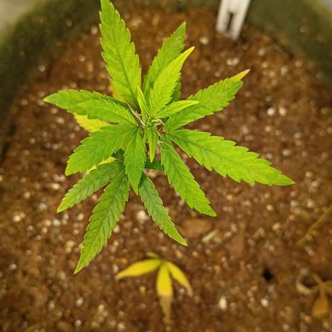 Elle growlog timeline photo