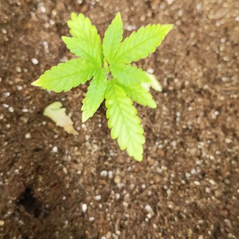 Bob growlog timeline photo
