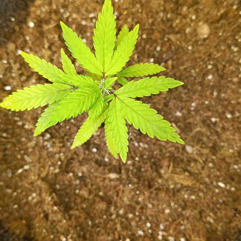Ana  growlog timeline photo
