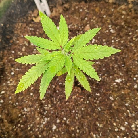 Ana  growlog timeline photo
