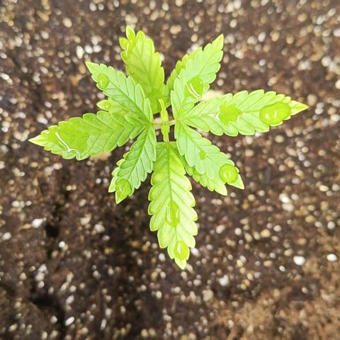 Bob growlog timeline photo