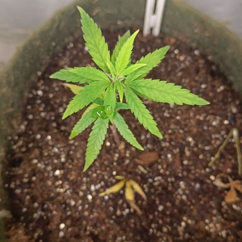 Elle growlog timeline photo