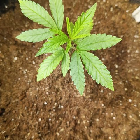 Bob growlog timeline photo