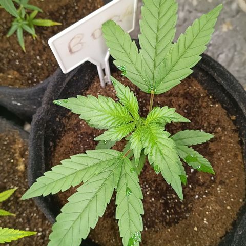 Bob growlog timeline photo