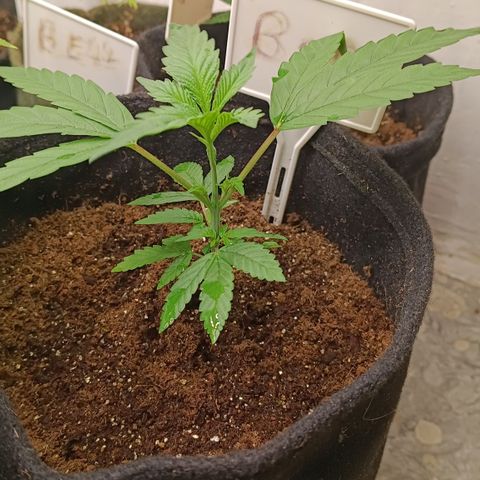 Bob growlog timeline photo