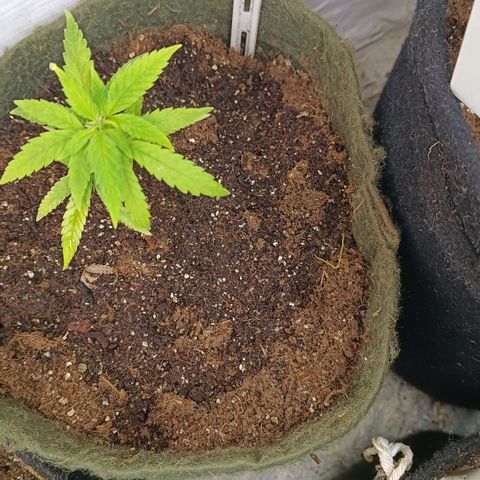Elle growlog timeline photo
