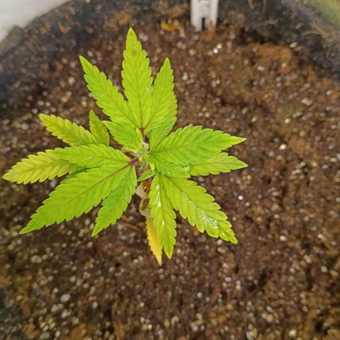Ana  growlog timeline photo
