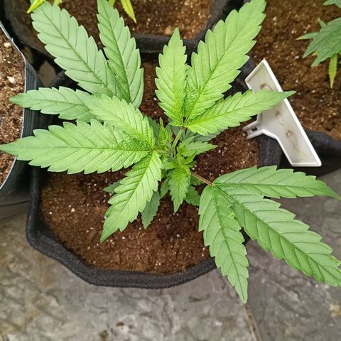 Bob growlog timeline photo