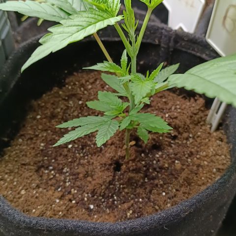 Bob growlog timeline photo